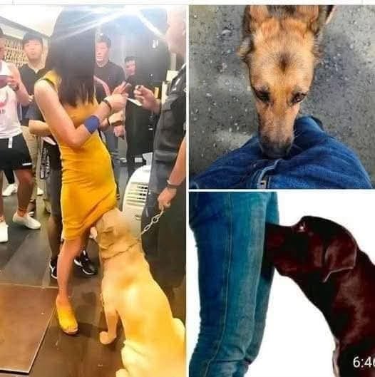 IF your dog is sniffing your genital area, it means you have…
