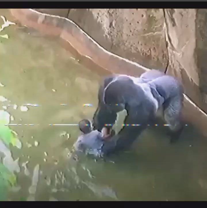 The Unseen Truth: Experts Reveal Harambe’s Final Moments
