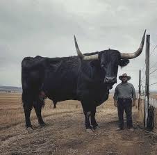 I Invested $6,500 in a Bull — The Unexpected Outcome