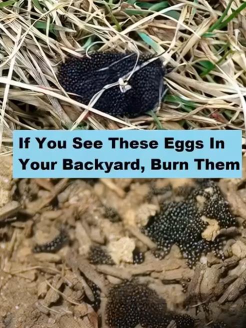 If You See These Eggs In Your Backyard, Burn Them Immediately