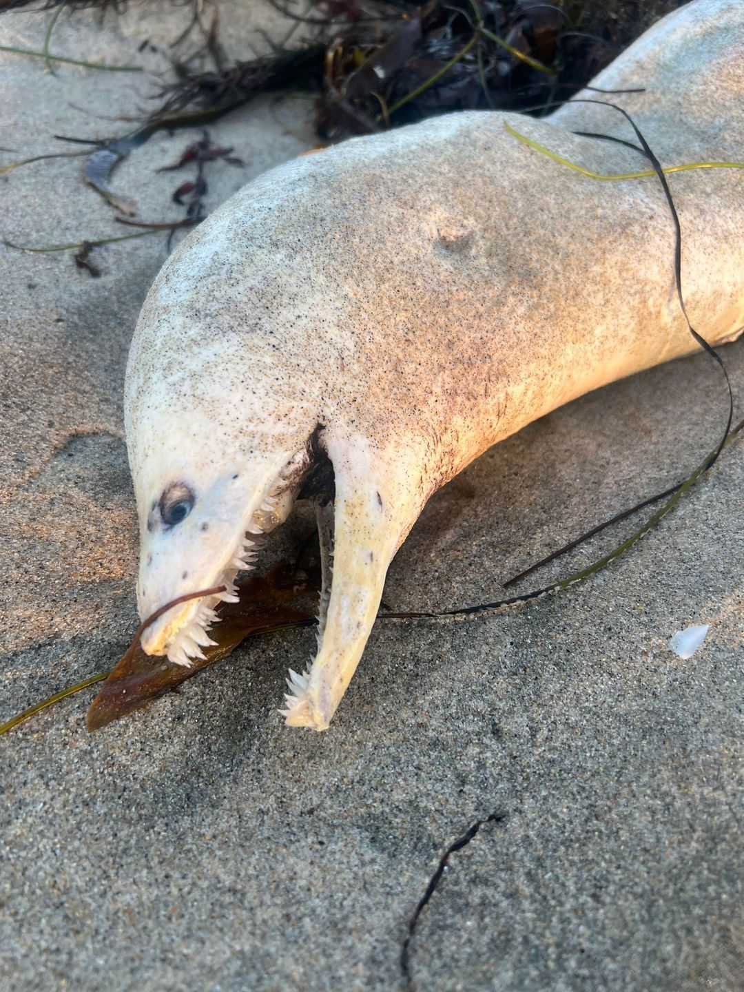 Nightmare Sea Creature Washes Up on California Beach