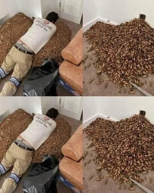 SOTD! A man smells a strong smell in his house, when he finds out that he opens the wall he finds!