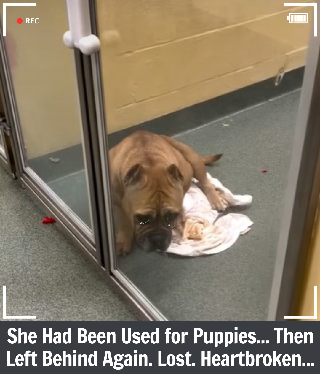 Kelly’s Story: A Mama Dog Searching for the Forever Home She Deserves